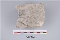 藏品(有孔蟲化石)的圖片